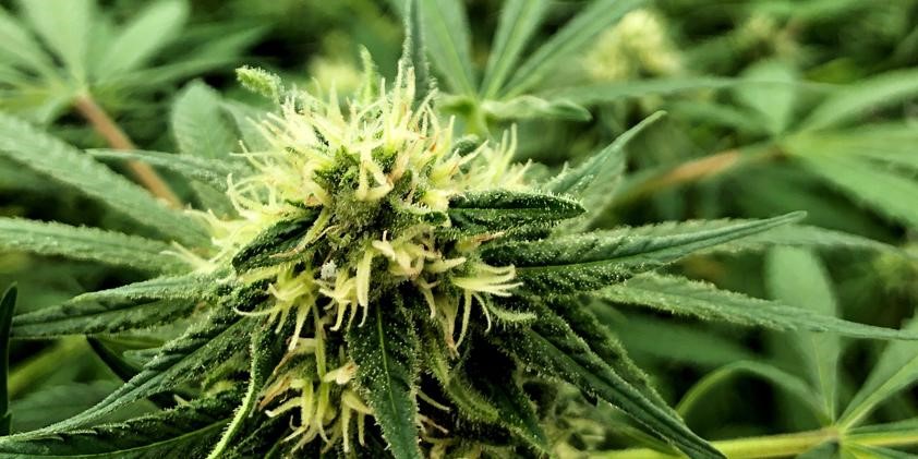 CBD Oil Rub Smethport 
      PA